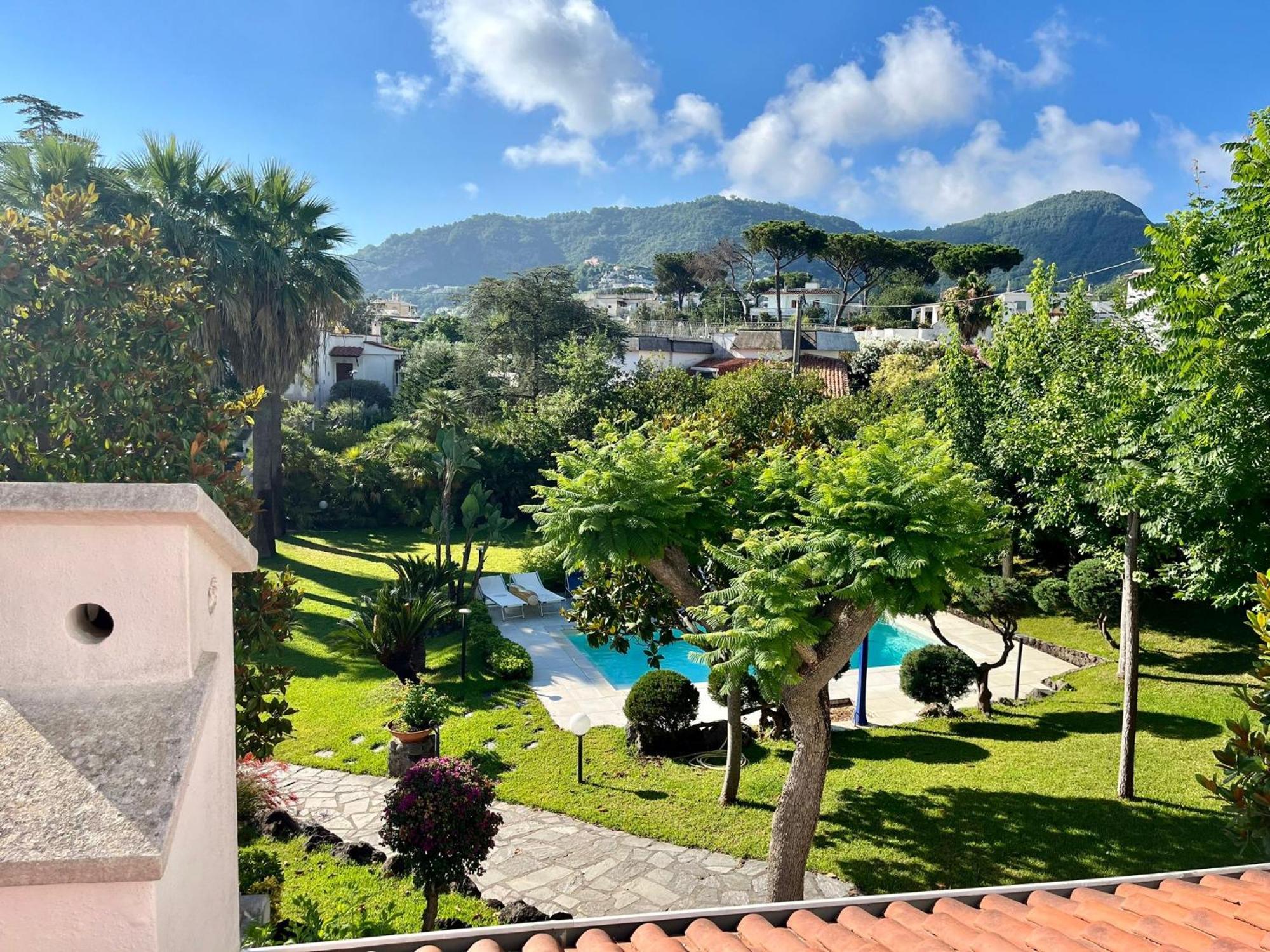 Cycas * Ischia
