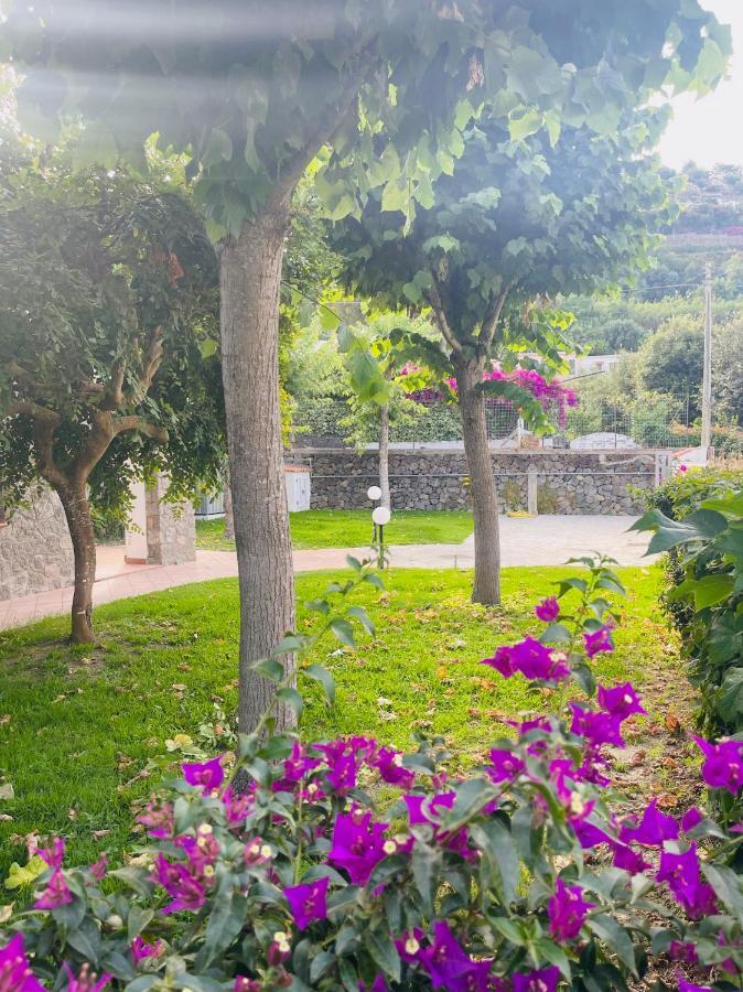 Cycas Villa *