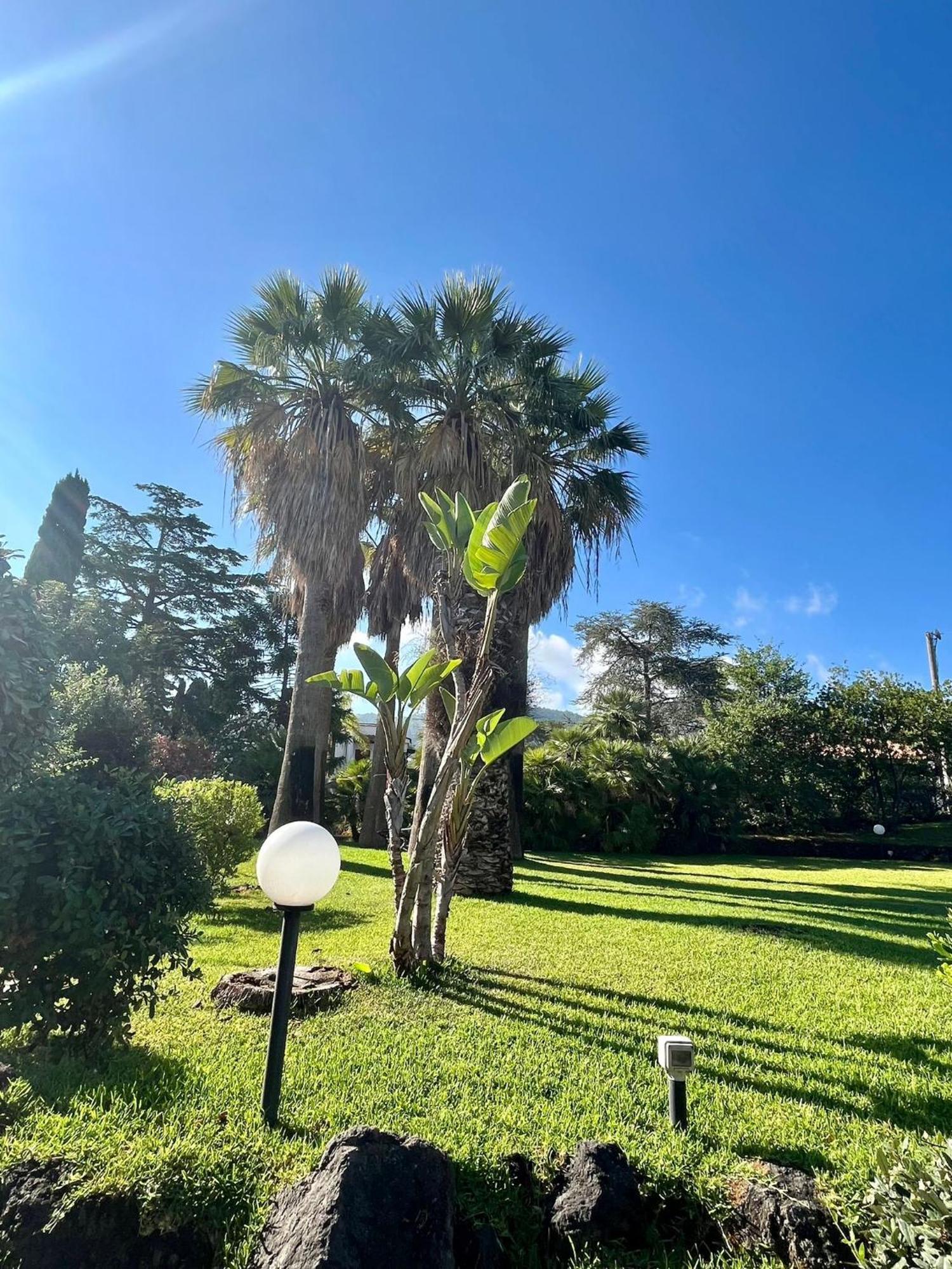 Cycas