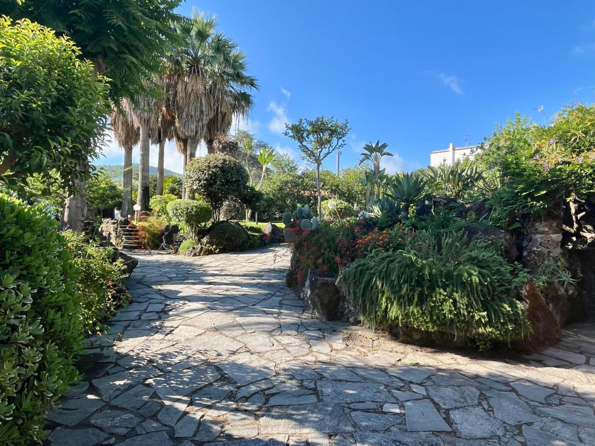 Cycas Ischia